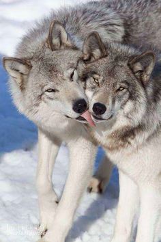 two gray wolfs standing next to each other with the caption i'm giving you a kiss this is gross