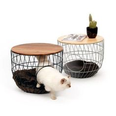 a small white cat standing in front of a wire cage with a wooden table on it