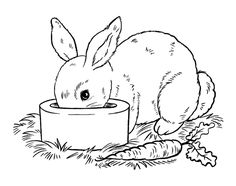 a rabbit eating out of a bowl with carrots on the ground next to it