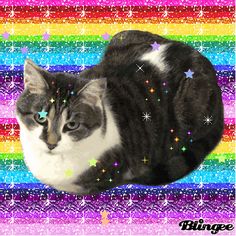 a cat laying on top of a rainbow colored background with stars and sparkles around it