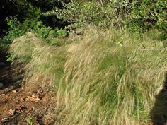 the grass is blowing in the wind