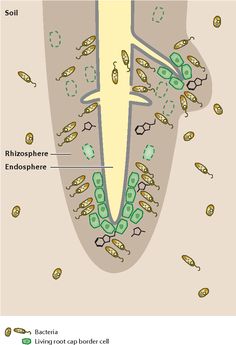 an image of the structure of a plant with its roots and leaves labeled in green