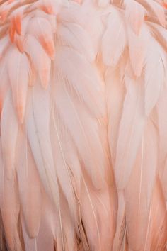 the back end of a pink flamingo's feathers