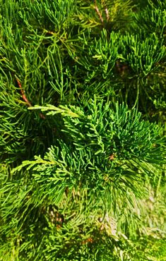 close up view of green needles on a pine tree