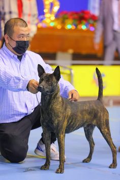 a man kneeling down next to a brown dog on a blue carpet and wearing a face mask