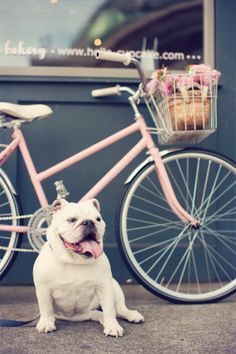 a white dog sitting next to a pink bike