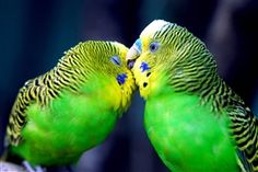 two green and yellow parakeets kissing each other