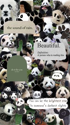 many pandas are grouped together with the caption'beautiful'written below them