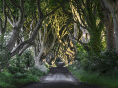 an image of a road that is lined with trees in the middle of it's forest