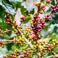 Coffea arabica nana is a perennial in frost-free zones. It is a dwarf bush that is typically used as a potted plant, even being grown indoors as a house plants. The Coffee plant produces star-shaped, scented flowers which are followed by fruit. As the fruit ripens, its color changes from green, to red, and then nearly black. Found inside the fruit are the seeds, or Coffee beans which can be roasted and ground and made into coffee. Coffea arabica plants are interesting to grow and long-lived, pre Grow Coffee, Scented Flowers, Coffea Arabica, Coffee Plant, Garden Living, House Plants Indoor, Growing Indoors, House Plant, Planting Seeds