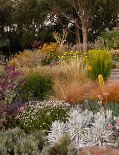 a garden filled with lots of different types of flowers