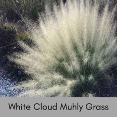 the white cloud mully grass is in full bloom