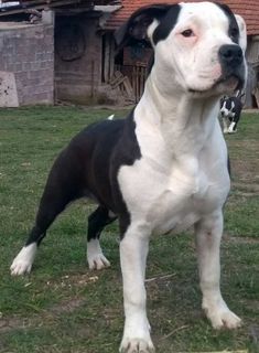 a large black and white dog standing on top of a grass covered field next to a building