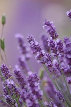 lavender flowers are blooming in the field