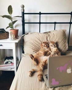 an orange cat laying on top of a bed next to a laptop and a potted plant