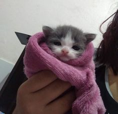 a woman holding a kitten wrapped in a pink towel with her face close to the camera