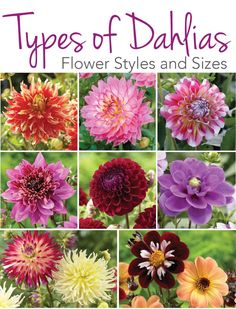 different types of dahlias are featured in the book, flowers and size guide for beginners