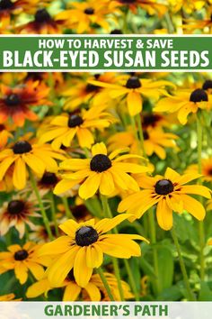 black - eyed susan seeds with text overlay that reads how to harvest and save black - eyed susan seeds