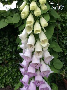 purple and white flowers hanging from a tree