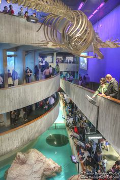 a museum filled with lots of different types of animals and people looking at the skeletons