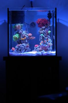 an aquarium filled with lots of different types of fish and corals in the dark