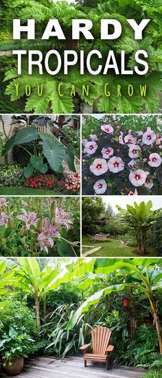 many different types of plants and flowers in the garden with text overlay that reads, how to grow hardy tropicals you can grow