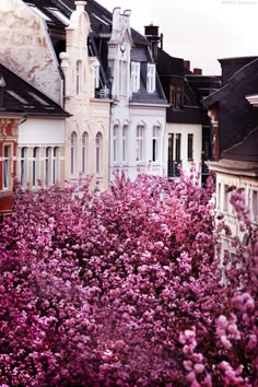 some very pretty buildings with pink flowers in the foreground