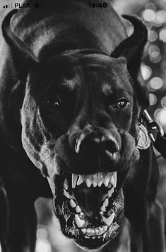 a black dog with its mouth open and it's tongue out, showing teeth