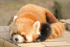 a red panda sleeping on top of a wooden platform