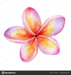 watercolor painting flower on white background with clipping space for your text or image