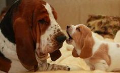 a basset hound puppy playing with another dog