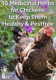 a chicken with the title 15 medical herbs for chickens to keep them healthy and pest free