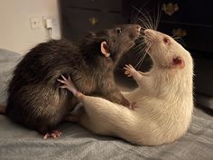 two large rat like animals sitting on top of a bed