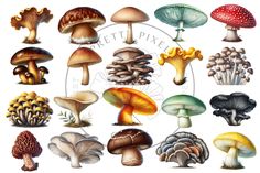 a bunch of different types of mushrooms