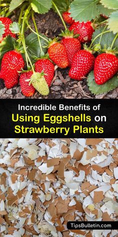 some strawberries are growing in the ground and on top of each other, with text overlay that reads incredible benefits of using eggshells on strawberry plants