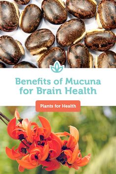 Mucuna Benefits, Mucuna Pruriens Benefits, Plants For Health, Mucuna Pruriens, Medicinal Weeds, Herbal Recipes, Raw Food Diet, Positive Mood, Super Food