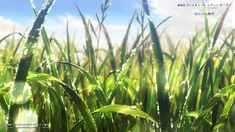 the grass is covered in water droplets on a sunny day