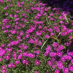 purple flowers are growing in the grass