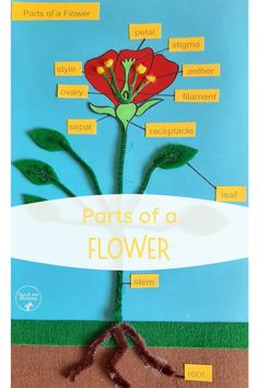 parts of a flower on a blue background with the words parts of a flower below it