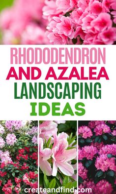 Rhododendron and Azalea care tips and landscaping. Azalea Landscaping, Azaleas Landscaping, Azaleas Care, Azalea Shrub, Azaleas Garden, Partial Shade Plants, Outdoors Style