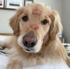 a close up of a dog with red markings on it's face and nose