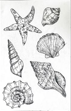 an ink drawing of seashells and starfish