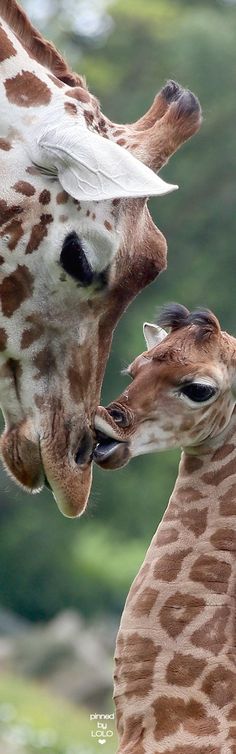 two giraffes standing next to each other with trees in the background