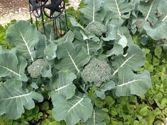 broccoli plants growing in the garden next to a bird feeder and fenced area