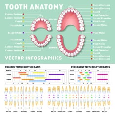 Orthodontist human tooth anatomy vector ... Dental Diagram, Dental Assistant Study Guide, Teeth Diagram, Tooth Anatomy, Dental Assistant School, Dental Hygienist School, Diagram Illustration, Dental Assistant Study, Teeth Anatomy