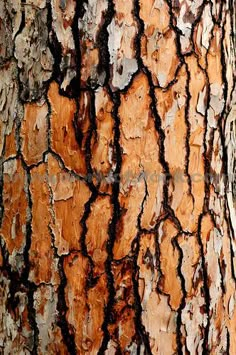 the bark of a tree is brown and chipped