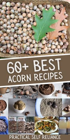 the best acorn recipes to use in your home or office, with text overlay that reads 60 + best acorn recipes practical self reliance