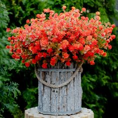 red flowers are growing in an old bucket on a tree stump, surrounded by greenery