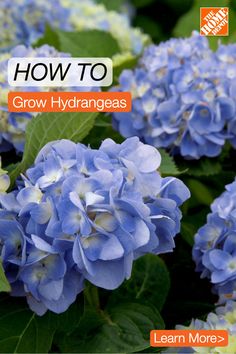 blue flowers with green leaves and the words how to grow hydrangeas on them