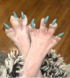 a dog with blue nail polish on it's paws